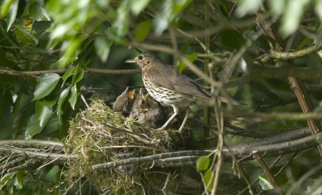 Где вьют гнезда птицы, и как привлечь их на свой участок | Полезно (webmaster-korolev.ru)